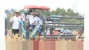 Bekasi Panen Raya Jagung 150 Ton di Tengah Kawasan Industri, Plt Bupati: Bukti Produktivitas Pangan
