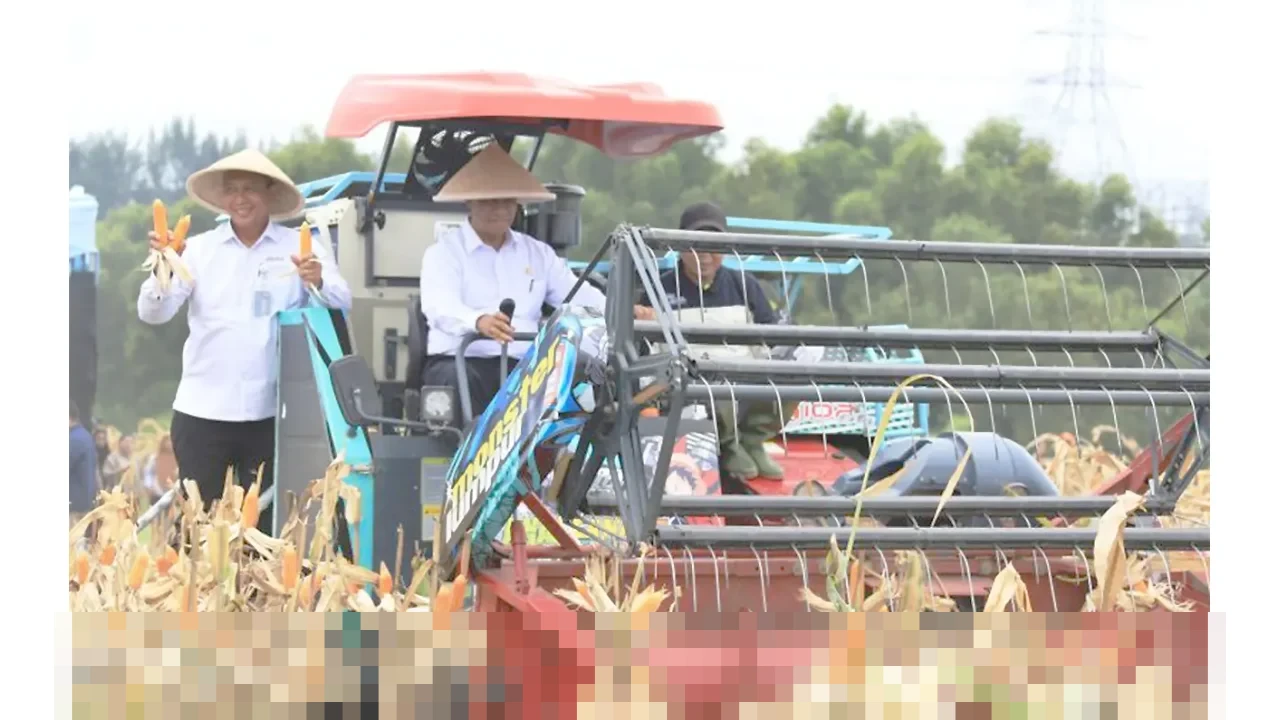 Bekasi Panen Raya Jagung 150 Ton di Tengah Kawasan Industri, Plt Bupati: Bukti Produktivitas Pangan