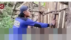 BKSDA Sumbar Tangani Laporan Harimau Sumatra Mangsa Ternak Warga di Agam, Pasang Kamera Pengintai