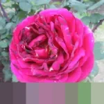 Bukan Sekadar Nama: Mengungkap Perbedaan Esensial Ar-Rahman dan Ar-Rahim dalam Islam