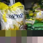 Bulog Pangkas Penyaluran Beras SPHP di Daerah Sentra Produksi untuk Stabilisasi Stok