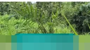 Bupati Cirebon Imron Rosyadi Tegaskan Dukungan Penuh Larangan Sawit Gubernur Jabar, Siapkan Pengganti Mangga