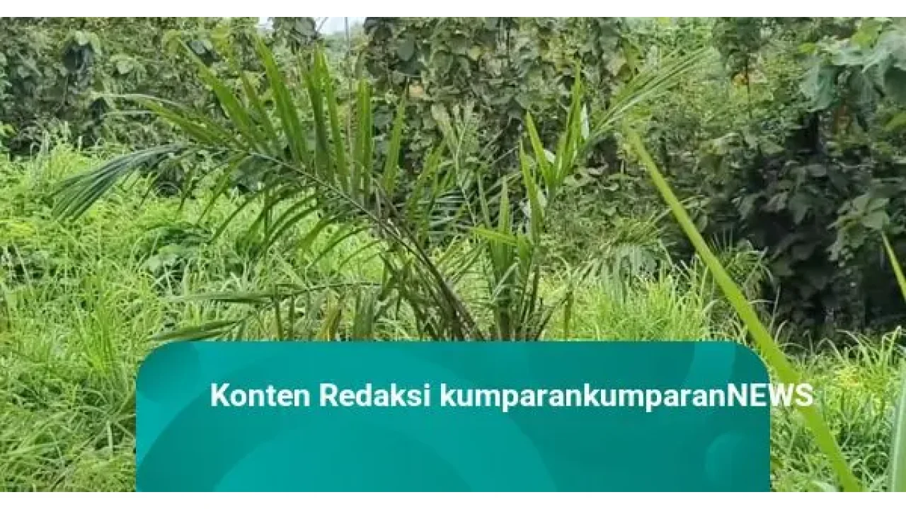 Bupati Cirebon Imron Rosyadi Tegaskan Ganti Kebun Sawit di Pasaleman dengan Mangga, Ikuti Arahan KDM Bupati Cirebon Imron Rosyadi Tegaskan Ganti Kebun Sawit di Pasaleman dengan Mangga, Ikuti Arahan KDM