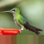 Cara Menarik Burung Kolibri ke Halaman Anda di Musim Dingin: 5 Tanaman Mekar Januari