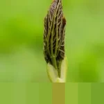 CES 2026: Acer Umumkan Jajaran Laptop Gaming Predator dan Nitro Terbaru Bertenaga Intel Core Ultra Series 3