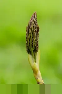 CES 2026: Acer Umumkan Jajaran Laptop Gaming Predator dan Nitro Terbaru Bertenaga Intel Core Ultra Series 3