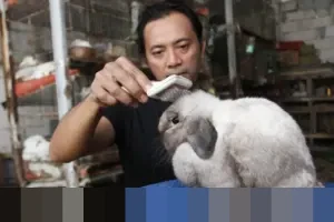 Dari Limbah Pertanian Menjadi Pakan Unggul: Inovasi Mahasiswa UI Dorong Budi Daya Kelinci Berkelanjutan