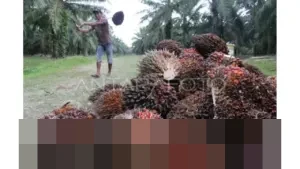 Dedi Mulyadi: “Jawa Barat Sempit, Sawit Tidak Cocok”, Larang Penanaman Baru dan Perintahkan Alih Komoditas