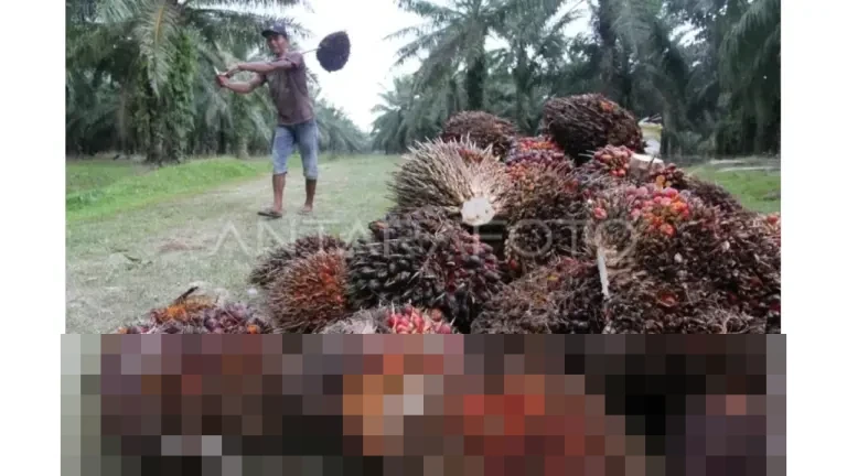 Dedi Mulyadi: “Jawa Barat Sempit, Sawit Tidak Cocok”, Larang Penanaman Baru dan Perintahkan Alih Komoditas