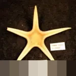 Demonstran di Teheran Kembali Beraksi, Serukan Dukungan Rezim Pahlavi di Tengah Krisis Ekonomi