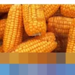 Deputi Bapanas: “Tidak Perlu Impor Jagung 2026,” Indonesia Capai Swasembada Jagung 2025