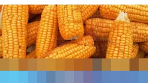 Deputi Bapanas: “Tidak Perlu Impor Jagung 2026,” Indonesia Capai Swasembada Jagung 2025