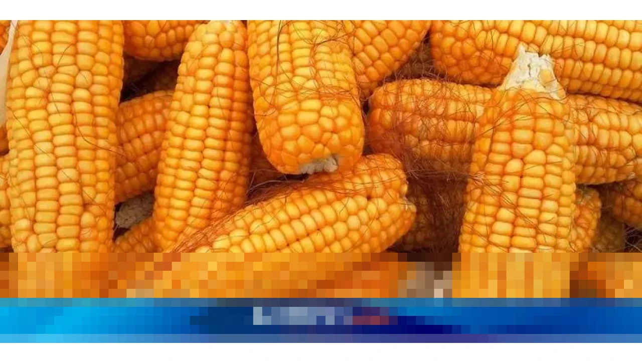 Deputi Bapanas: “Tidak Perlu Impor Jagung 2026,” Indonesia Capai Swasembada Jagung 2025