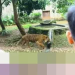 Di Balik Kandang Harimau Ragunan: Kisah Fahmi, Zookeeper yang Membangun Ikatan Erat Penuh Kewaspadaan