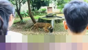 Di Balik Kandang Harimau Ragunan: Kisah Fahmi, Zookeeper yang Membangun Ikatan Erat Penuh Kewaspadaan