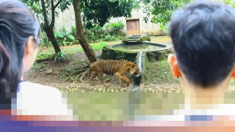 Di Balik Kandang Harimau Ragunan: Kisah Fahmi, Zookeeper yang Membangun Ikatan Erat Penuh Kewaspadaan