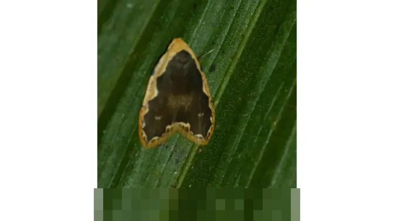 Diduga Korsleting Listrik, Pria di Denpasar Tewas Terbakar Saat Tidur Pakai Headset Terhubung Ponsel Diduga Korsleting Listrik, Pria di Denpasar Tewas Terbakar Saat Tidur Pakai Headset Terhubung Ponsel