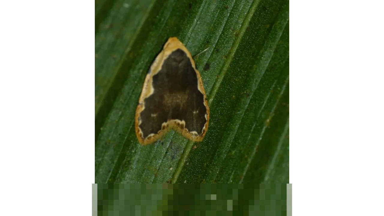 Diduga Korsleting Listrik, Pria di Denpasar Tewas Terbakar Saat Tidur Pakai Headset Terhubung Ponsel