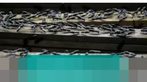 Dinas Pertanian Bangli Ungkap Penyebab Serangan Lalat di Kintamani saat Musim Hujan