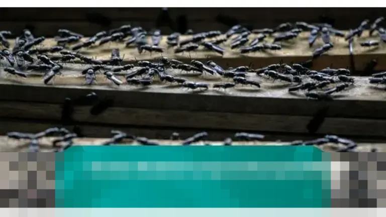 Dinas Pertanian Bangli Ungkap Penyebab Serangan Lalat di Kintamani saat Musim Hujan Dinas Pertanian Bangli Ungkap Penyebab Serangan Lalat di Kintamani saat Musim Hujan