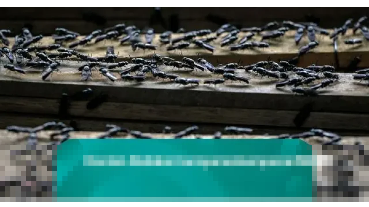 Dinas Pertanian Bangli Ungkap Penyebab Serangan Lalat di Kintamani saat Musim Hujan