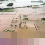 Dirut Bulog: Stok Beras Aman, 70.000 Hektare Sawah Terdampak Banjir di Sumatera Segera Pulih