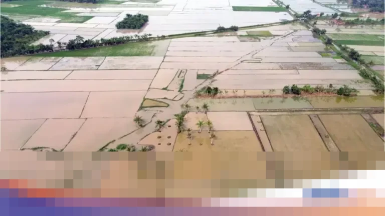 Dirut Bulog: Stok Beras Aman, 70.000 Hektare Sawah Terdampak Banjir di Sumatera Segera Pulih