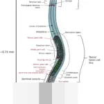 DJP Klarifikasi Batas Waktu Aktivasi Akun Coretax: Bukan Akhir 2025, Ini Penjelasannya