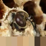 Drone Israel Serang Lokasi Pengungsian Gaza, 9 Orang Tewas Termasuk 5 Anak