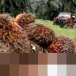 Ekonom: Komoditas dan Manufaktur Topang Ekspor RI 2026, Perlambatan Harga Komoditas Jadi Tantangan