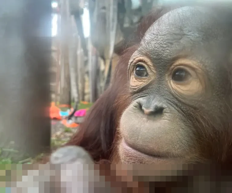 Fajar/Fikri dan Jonatan Christie Terhenti di Semifinal, Indonesia Tanpa Gelar Malaysia Open 2026