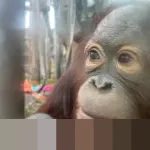 Fajar/Fikri Melaju ke Semifinal Malaysia Open 2026 Usai Tundukkan Unggulan India dalam Dua Gim Ketat