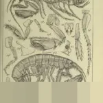 Fletcher Pimpin Manchester United Lawan Brighton, Solskjaer dan Carrick Kandidat Manajer Interim