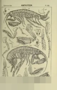 Fletcher Pimpin Manchester United Lawan Brighton, Solskjaer dan Carrick Kandidat Manajer Interim