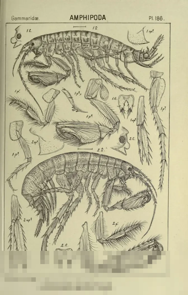 Fletcher Pimpin Manchester United Lawan Brighton, Solskjaer dan Carrick Kandidat Manajer Interim Fletcher Pimpin Manchester United Lawan Brighton, Solskjaer dan Carrick Kandidat Manajer Interim
