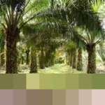 Gubernur Dedi Mulyadi: “Larangan Penanaman Baru Kelapa Sawit di Jawa Barat Berlaku Menyeluruh”