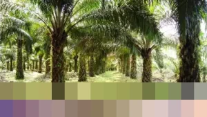 Gubernur Dedi Mulyadi: “Larangan Penanaman Baru Kelapa Sawit di Jawa Barat Berlaku Menyeluruh”