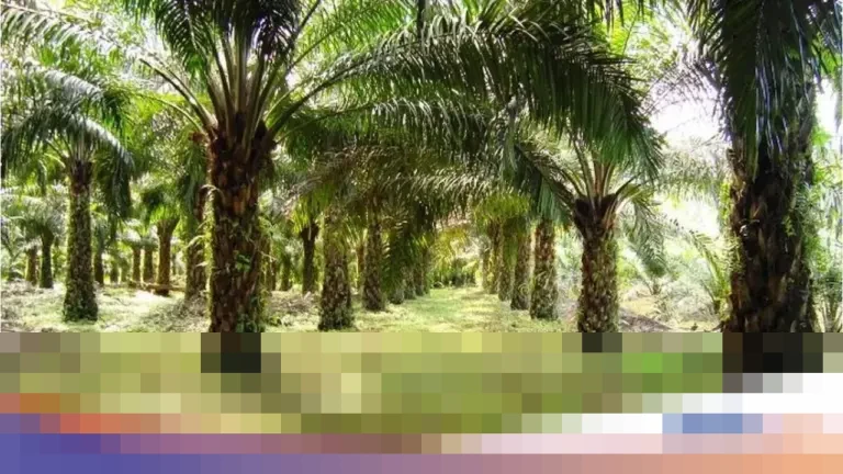 Gubernur Dedi Mulyadi: “Larangan Penanaman Baru Kelapa Sawit di Jawa Barat Berlaku Menyeluruh”