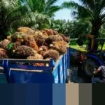 Harga CPO Kembali Menguat Dua Hari Beruntun, Capai Level Tertinggi Awal Tahun 2026