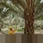 Harga Minyak Sawit Mentah Naik 1,2 Persen Pekan Ini, Permintaan Imlek dan Ramadan Jadi Penopang
