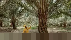 Harga Minyak Sawit Mentah Naik 1,2 Persen Pekan Ini, Permintaan Imlek dan Ramadan Jadi Penopang