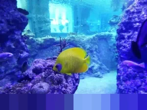 Hari Gerakan Satu Juta Pohon: Sejarah, Tujuan, dan Peran Twibbon dalam Kampanye Lingkungan