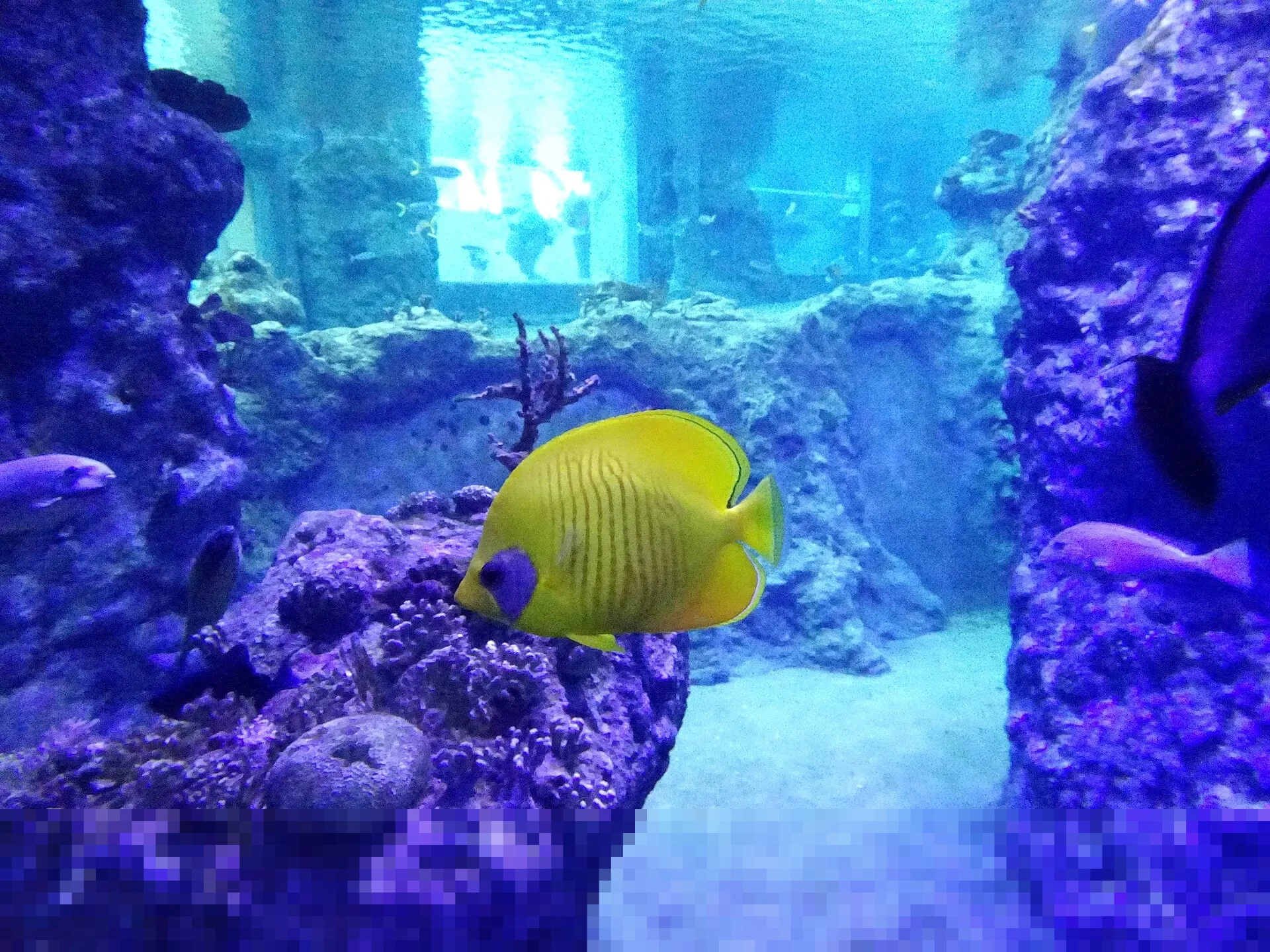 Hari Gerakan Satu Juta Pohon: Sejarah, Tujuan, dan Peran Twibbon dalam Kampanye Lingkungan Hari Gerakan Satu Juta Pohon: Sejarah, Tujuan, dan Peran Twibbon dalam Kampanye Lingkungan