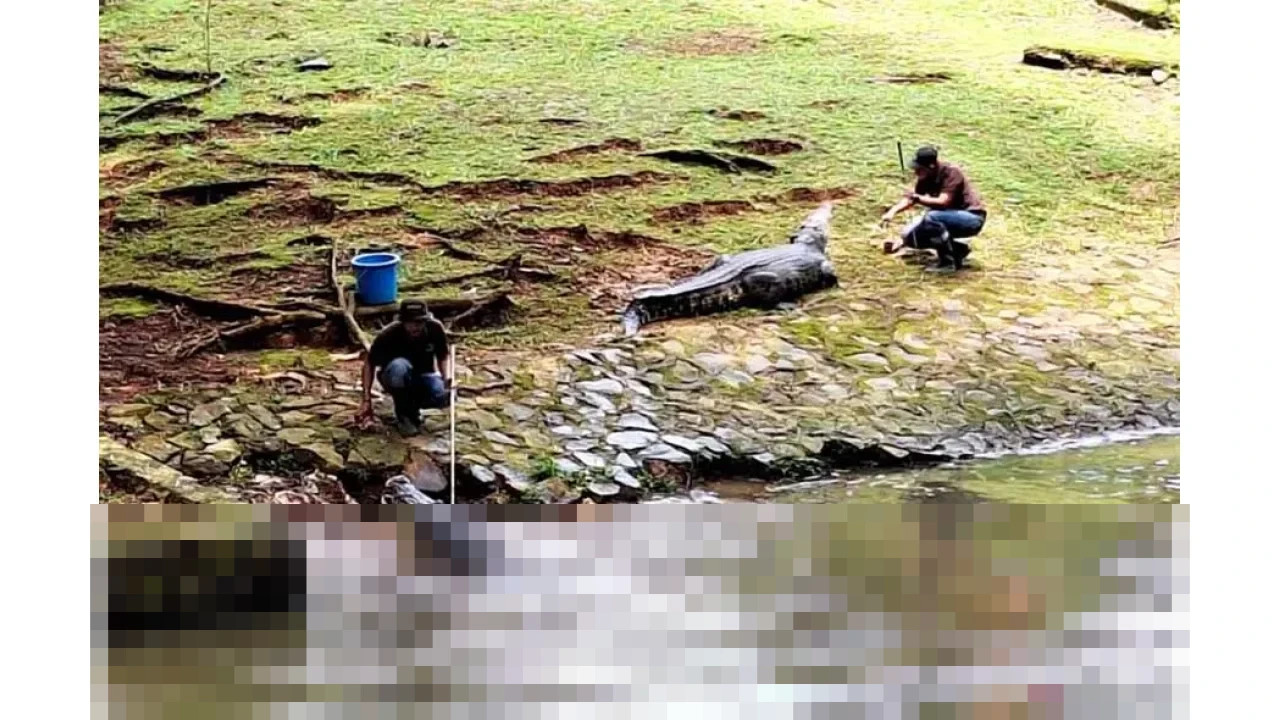 Humas TMR: Kunjungan Wisatawan Ragunan Diprediksi Capai 100 Ribu pada Hari Pertama 2026