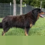 IESR Peringatkan Kinerja Energi Terbarukan 2025 Jauh dari Target, Investasi Masih Tertinggal