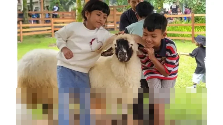 Ijen Farmhouse Banyuwangi: Destinasi Edukasi Satwa Lereng Ijen Pikat Ribuan Pengunjung Nataru