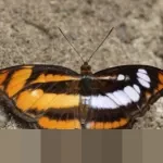 Inara Rusli Ungkap Alasan Tegar Hadapi Gelombang ‘Cancel Culture’ Usai Pilih Bertahan dalam Pernikahan Siri