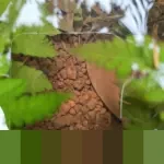 Indeks IBC Caracas Melesat 14,32 Persen: Pasar Saham Venezuela Melonjak Tajam di Tengah Gejolak Politik