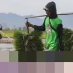 Indonesia Pastikan Swasembada Beras 2025, Stok Awal 2026 Tembus 12,5 Juta Ton