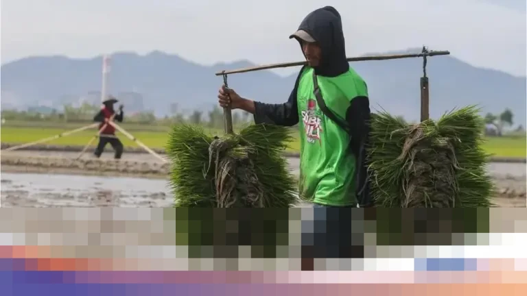 Indonesia Pastikan Swasembada Beras 2025, Stok Awal 2026 Tembus 12,5 Juta Ton Indonesia Pastikan Swasembada Beras 2025, Stok Awal 2026 Tembus 12,5 Juta Ton